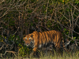 Sundarban Trip: Explore the Untamed Beauty of the Mangrove Forests Sundarban trip
