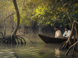 Sundarban tour