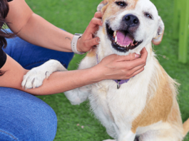 everyday obedience training for dogs Arizona