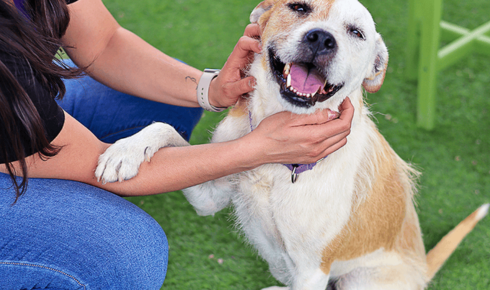 everyday obedience training for dogs Arizona